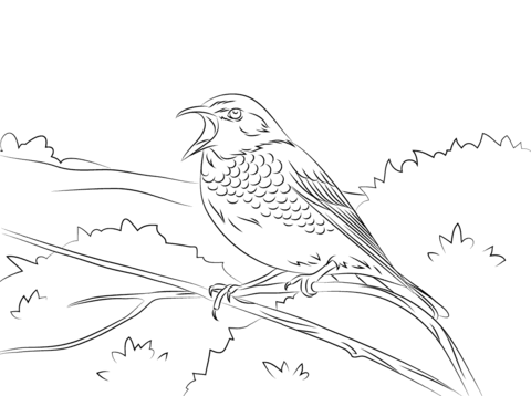 Dusky Thrush Coloring Page